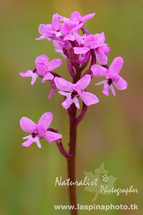 Orchis brancifortii